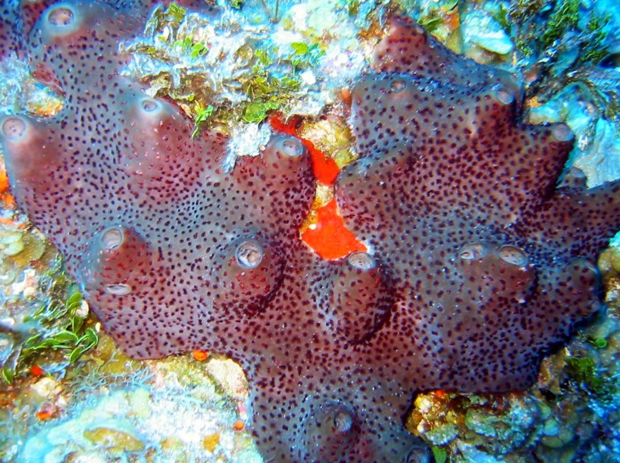 Dark Volcano Sponge - Svenzea zeai