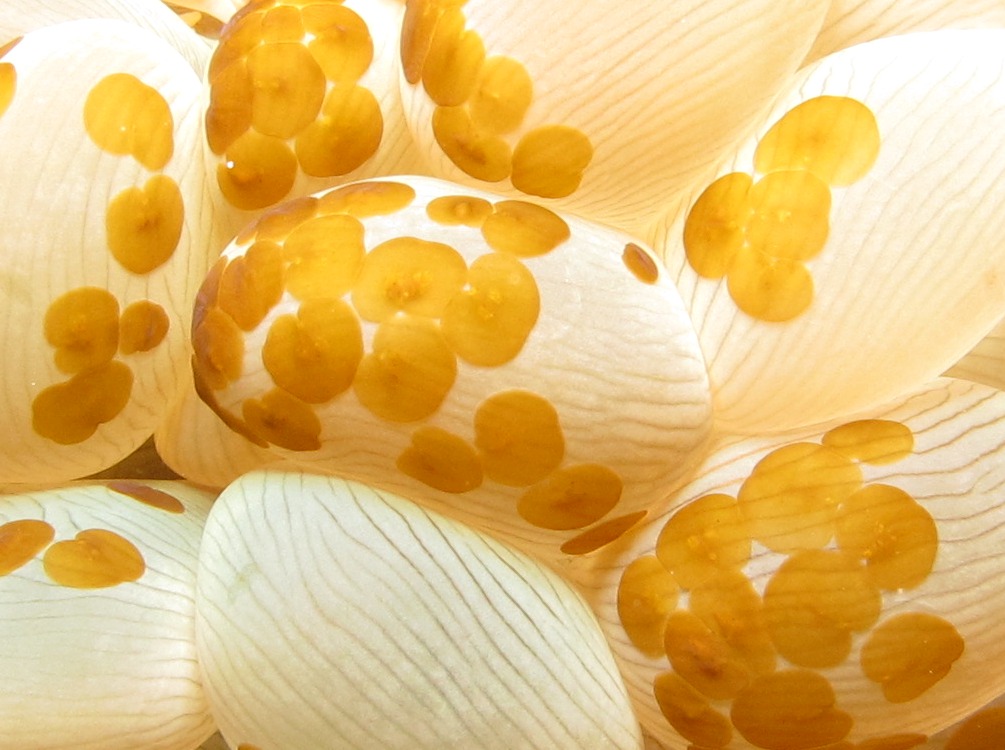 Waminoa sp. 1 - Waminoa sp. 1 - Dumaguete, Philippines