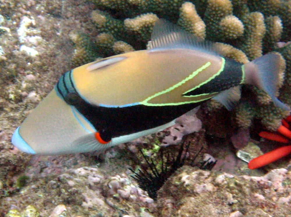 Wedgetail Triggerfish - Rhinecanthus rectangulus