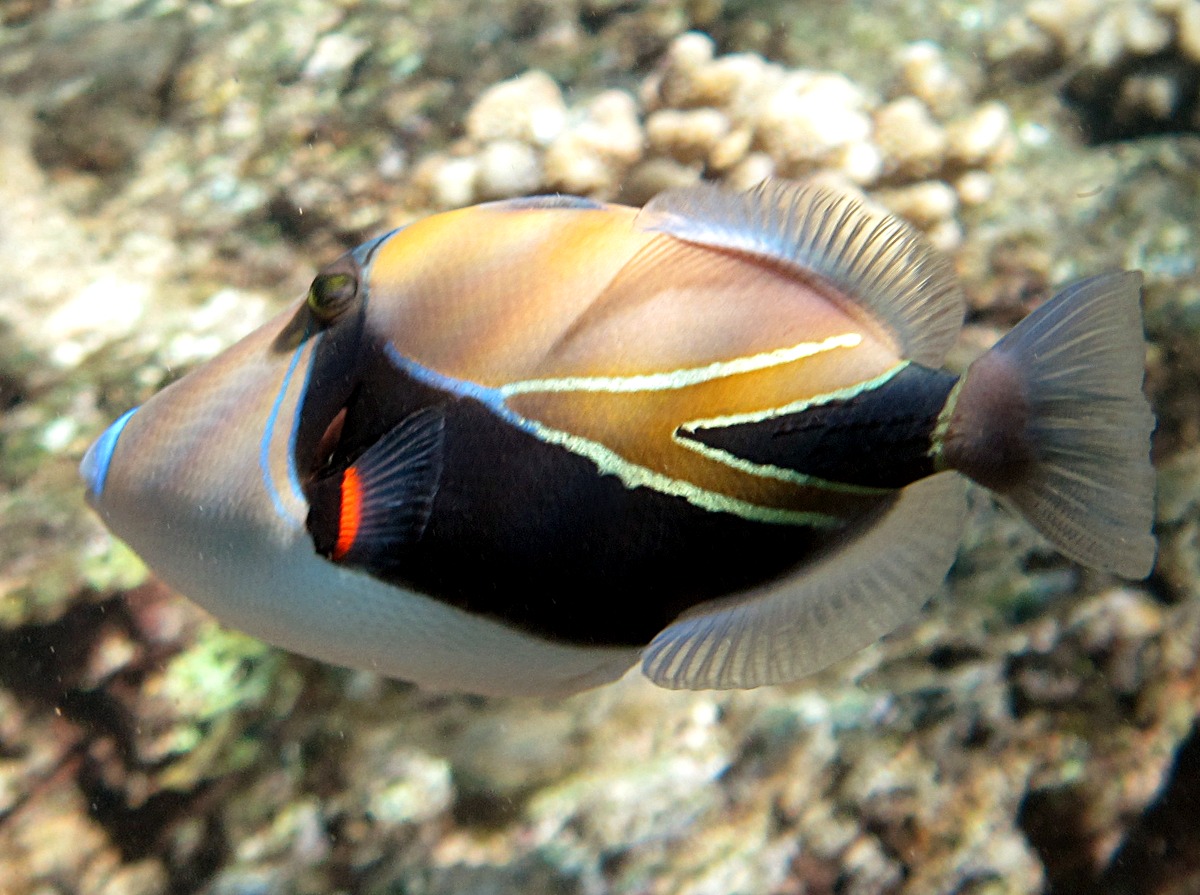 Wedgetail Triggerfish - Rhinecanthus rectangulus