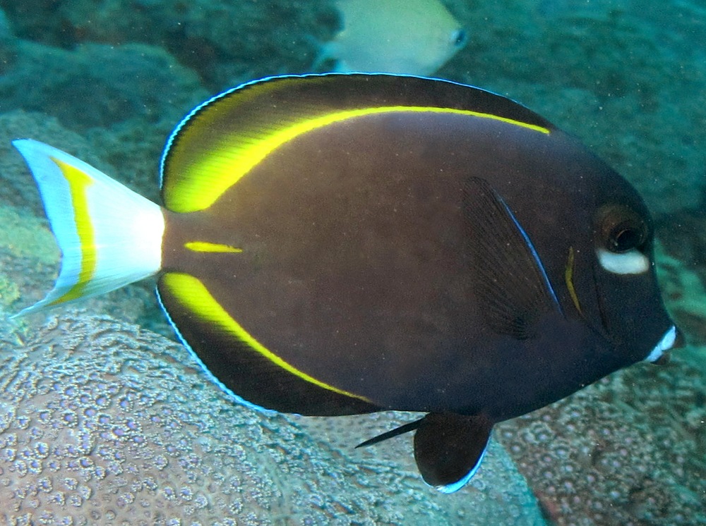 Whitecheek Surgeonfish - Acanthurus nigricans