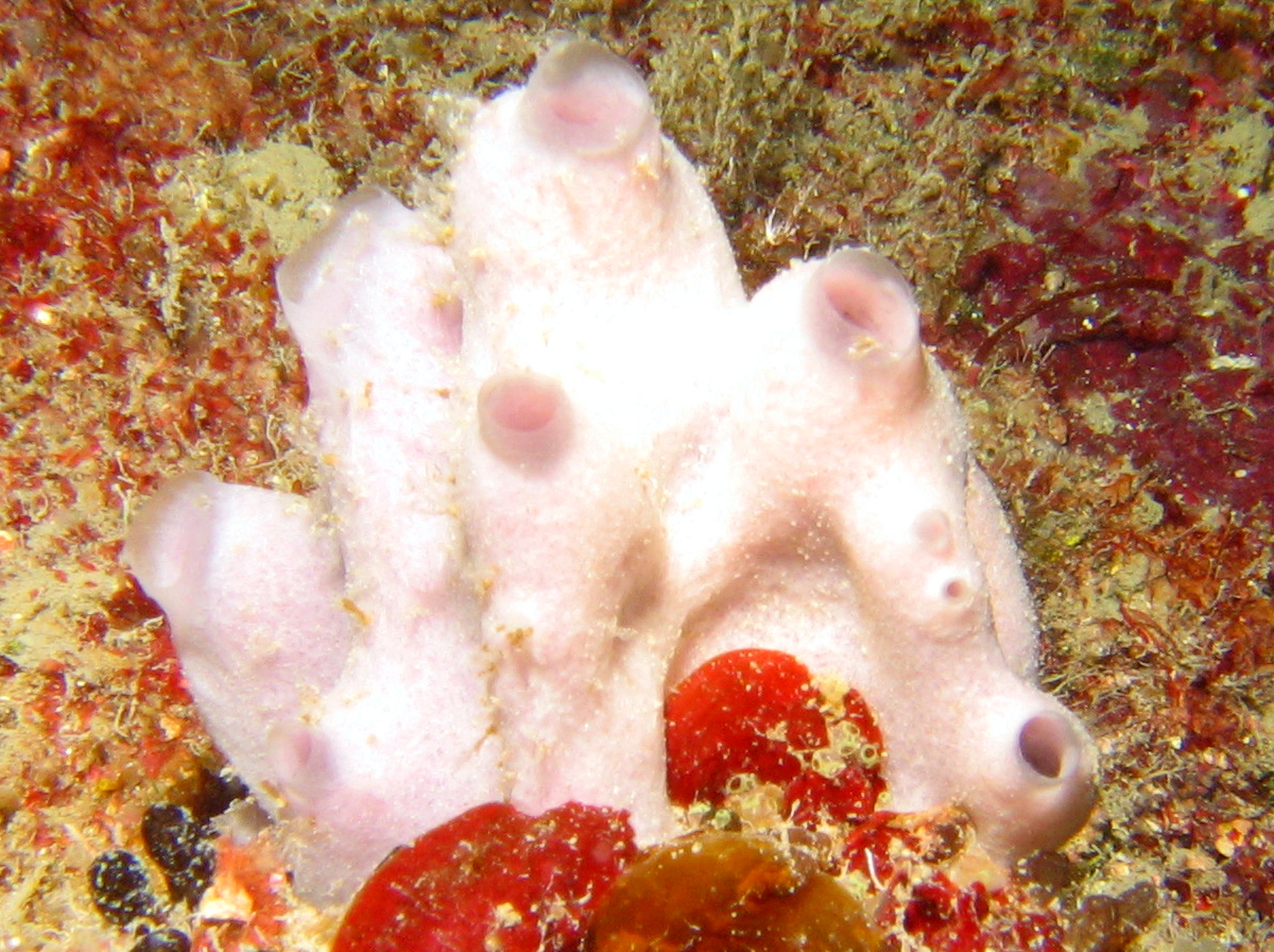 White Cryptic Sponge - Leucandra aspera
