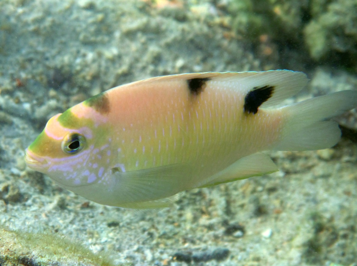 White Damselfish - Dischistodus perspicillatus - Palau