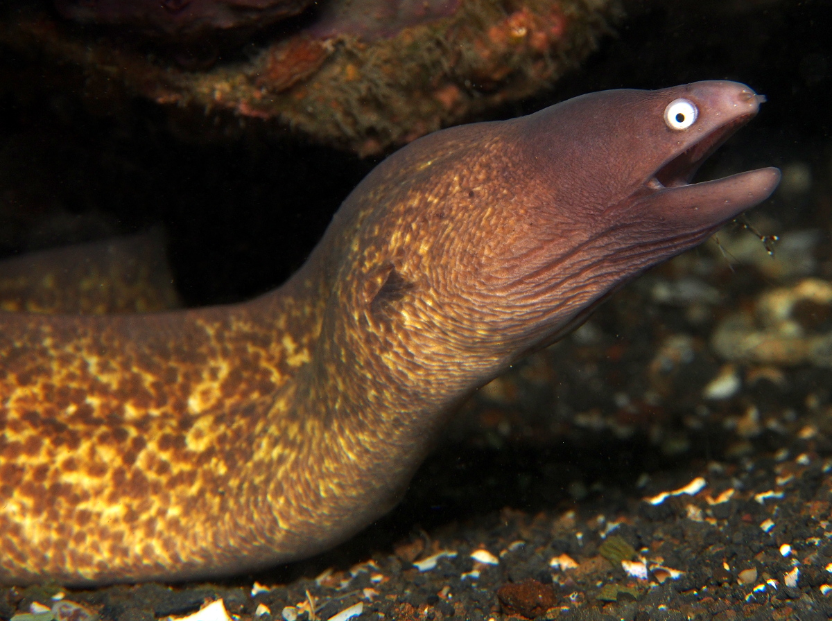 White-Eyed Moray Eel - Gymnothorax thyrsoideus