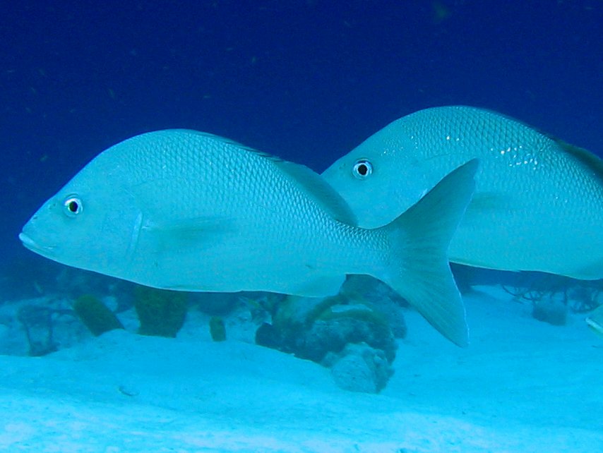 White Margate - Haemulon album