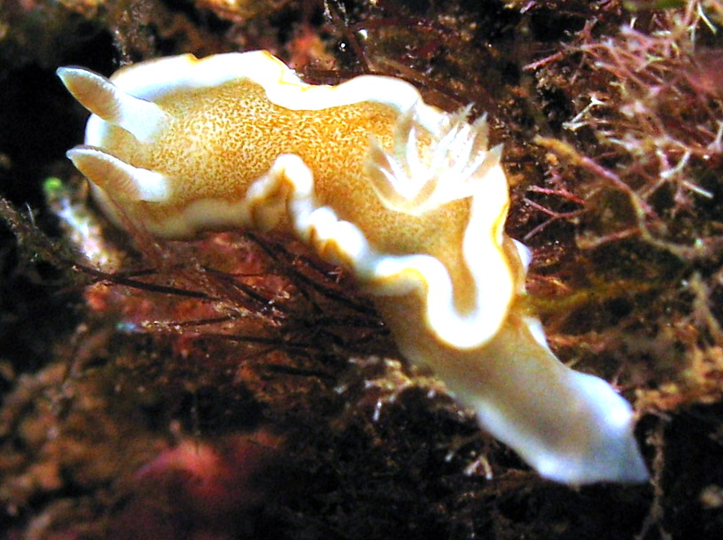 White-Margin Nudibranch - Glossodoris rufomarginata