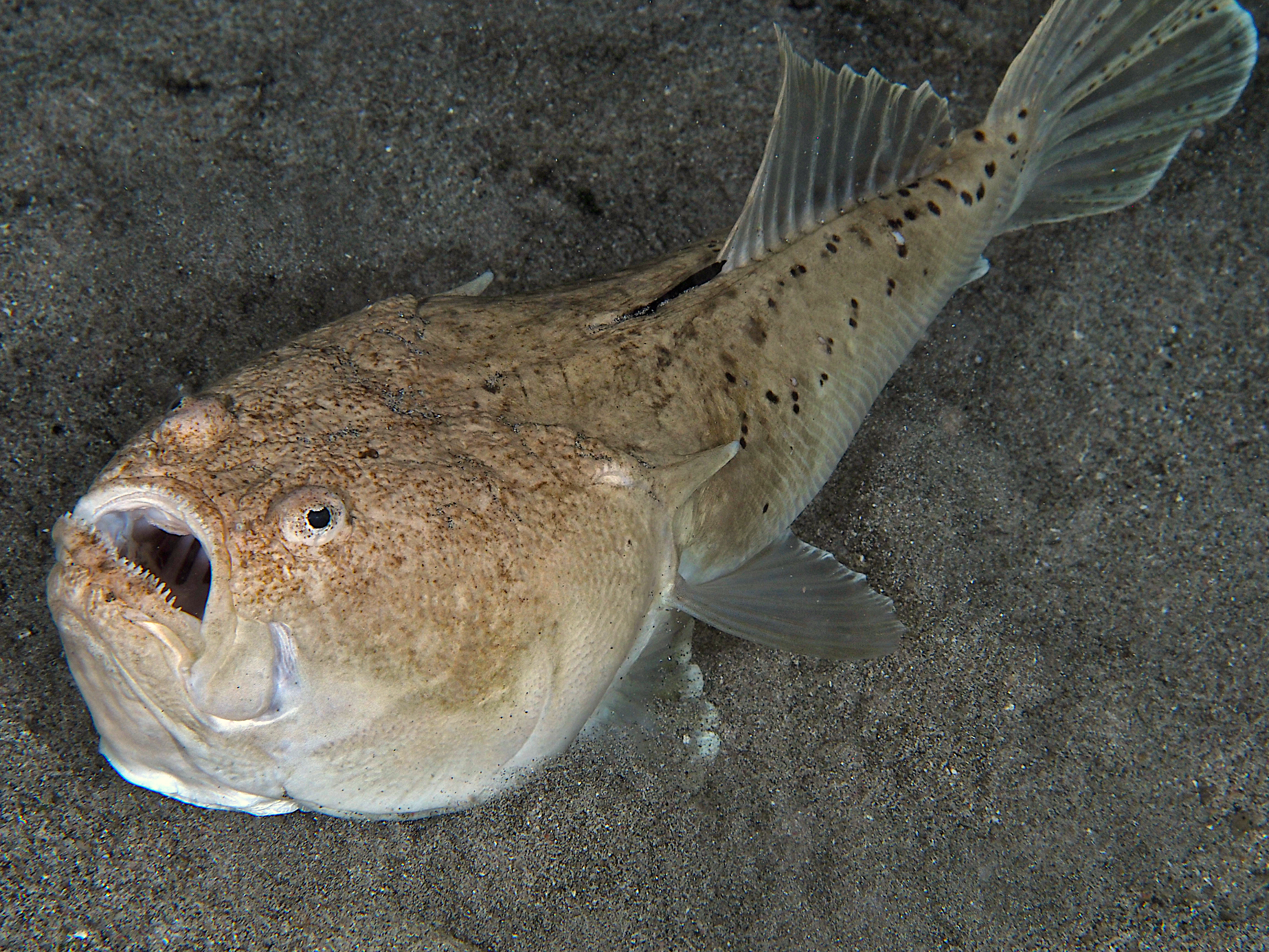 Whitemargin Stargazer - Uranoscopus sulphureus