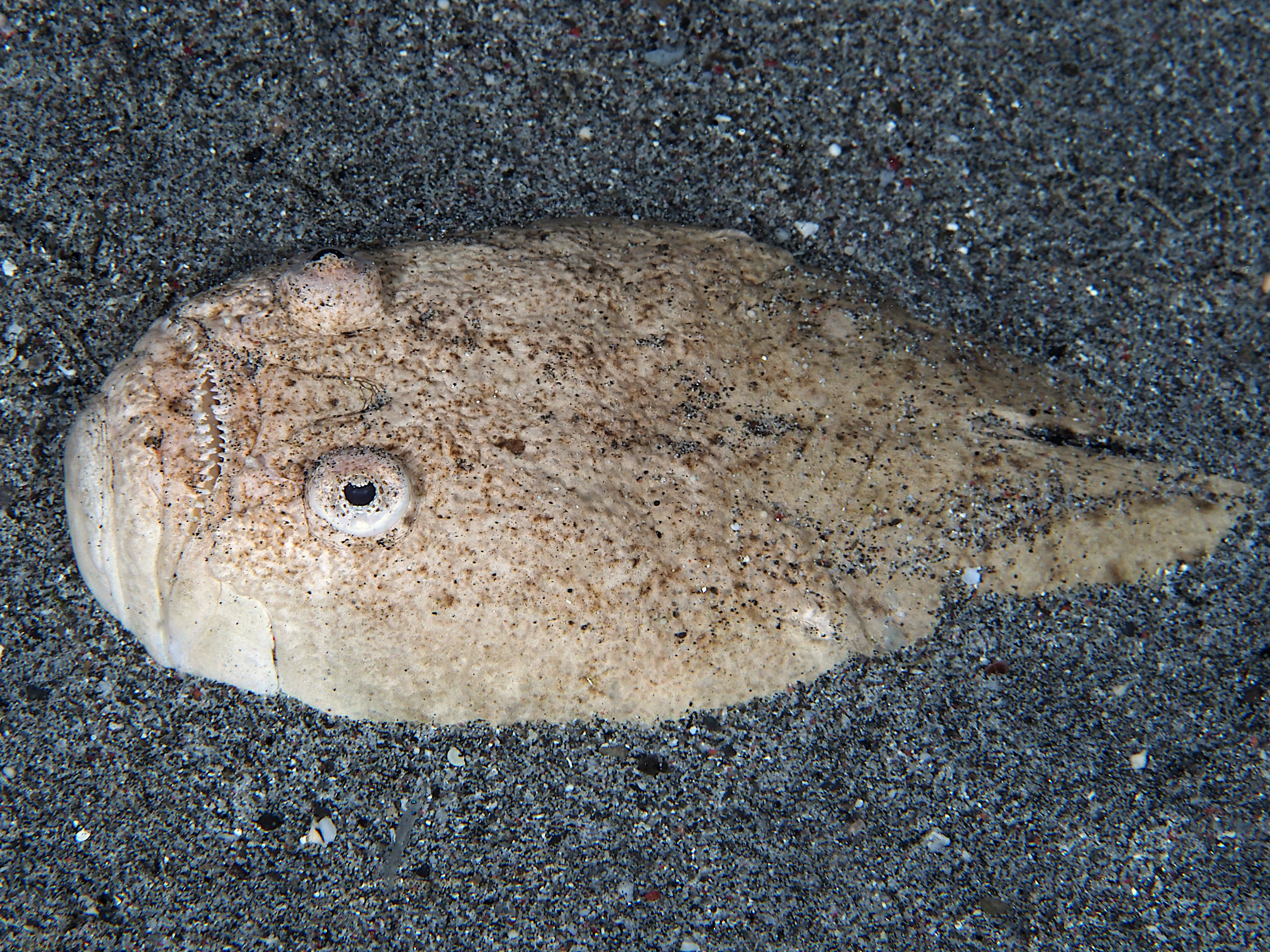 Whitemargin Stargazer - Uranoscopus sulphureus
