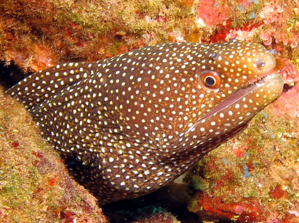 Whitemouth Moray Eel - Gymnothorax meleagris
