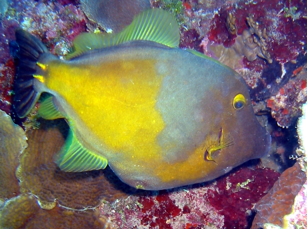 Whitespotted Filefish - Cantherhines macrocerus