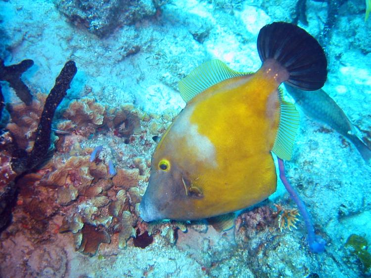 Whitespotted Filefish - Cantherhines macrocerus