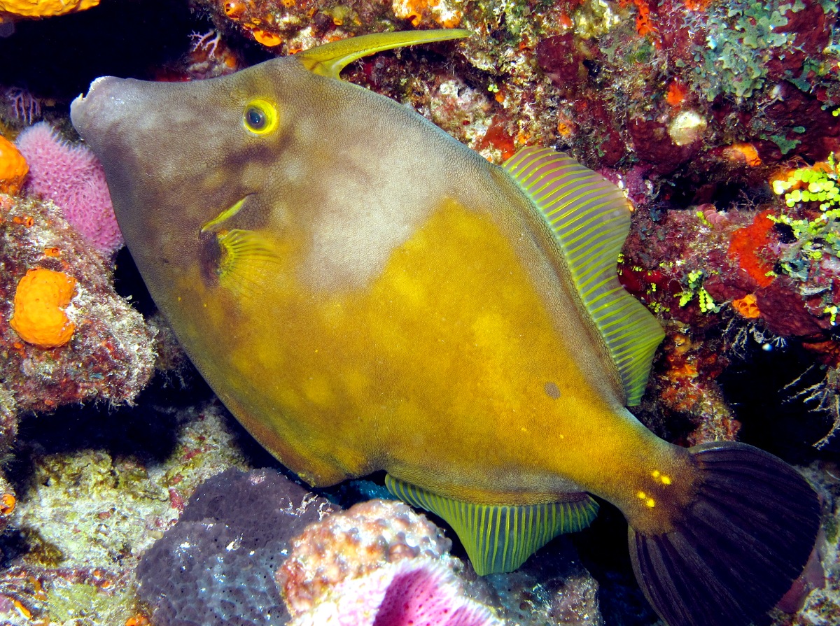 Whitespotted Filefish - Cantherhines macrocerus