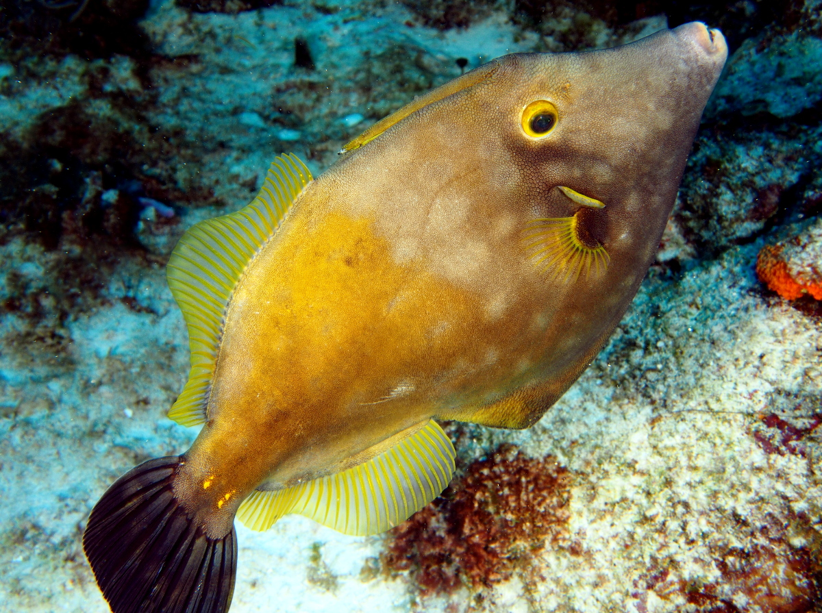 Whitespotted Filefish - Cantherhines macrocerus
