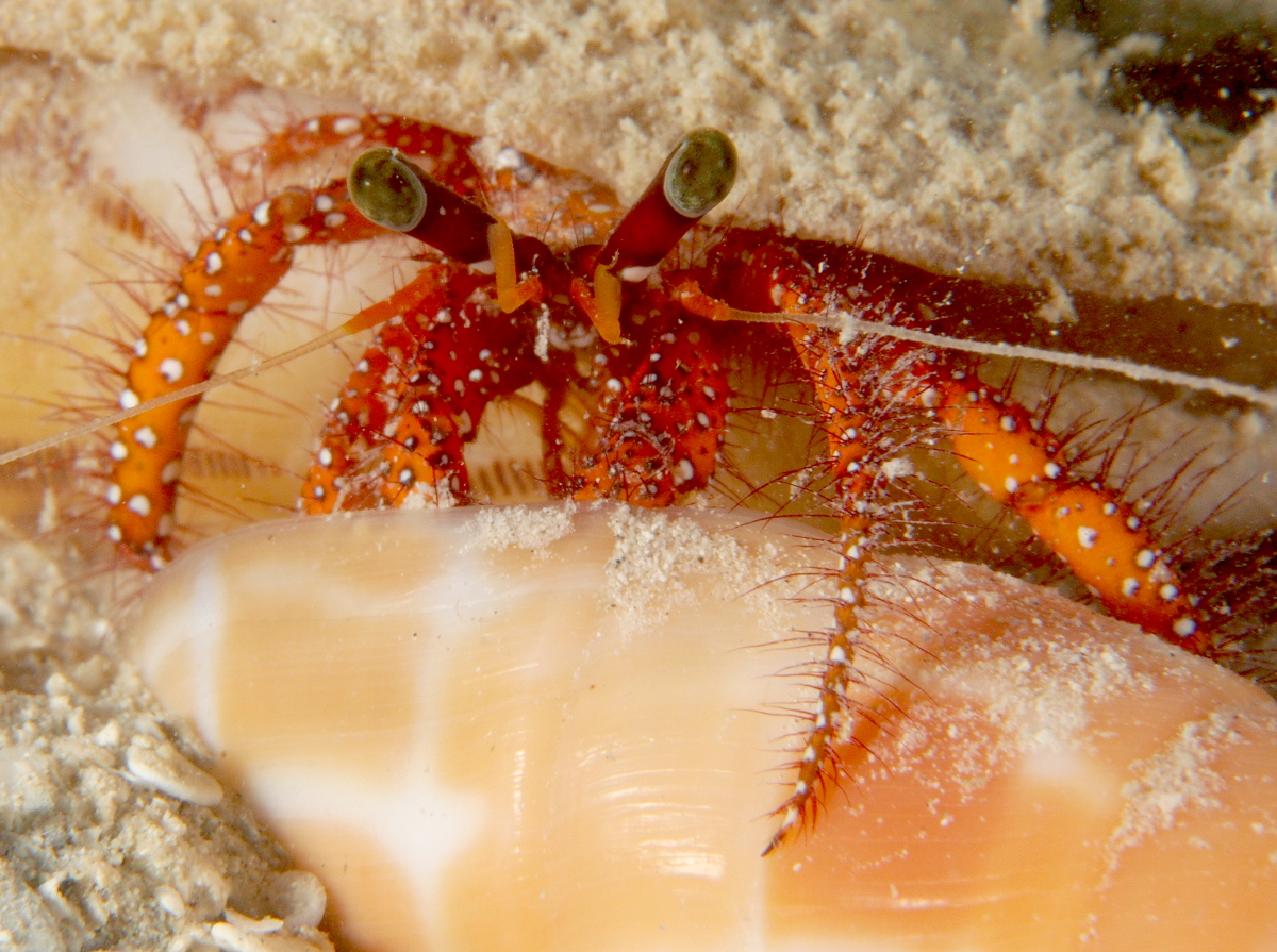 White-spotted Hermit Crab - Dardanus megistos
