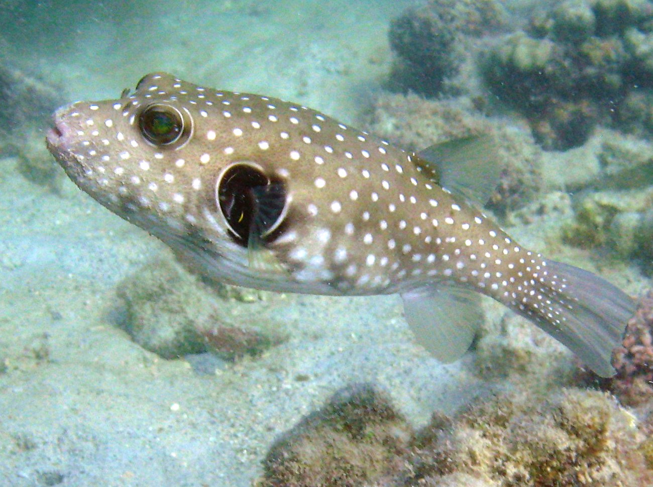 Whitespotted Puffer - Arothron hispidus