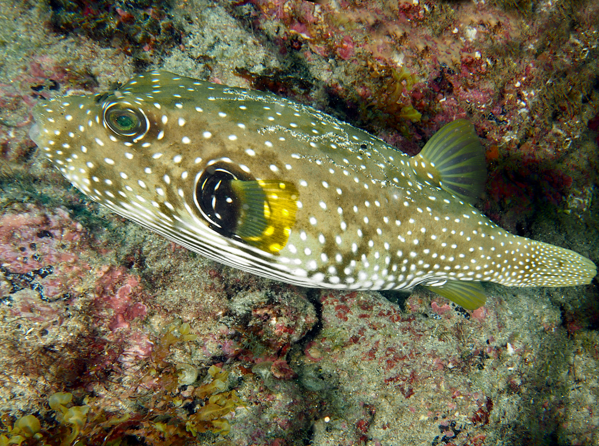 Whitespotted Puffer - Arothron hispidus