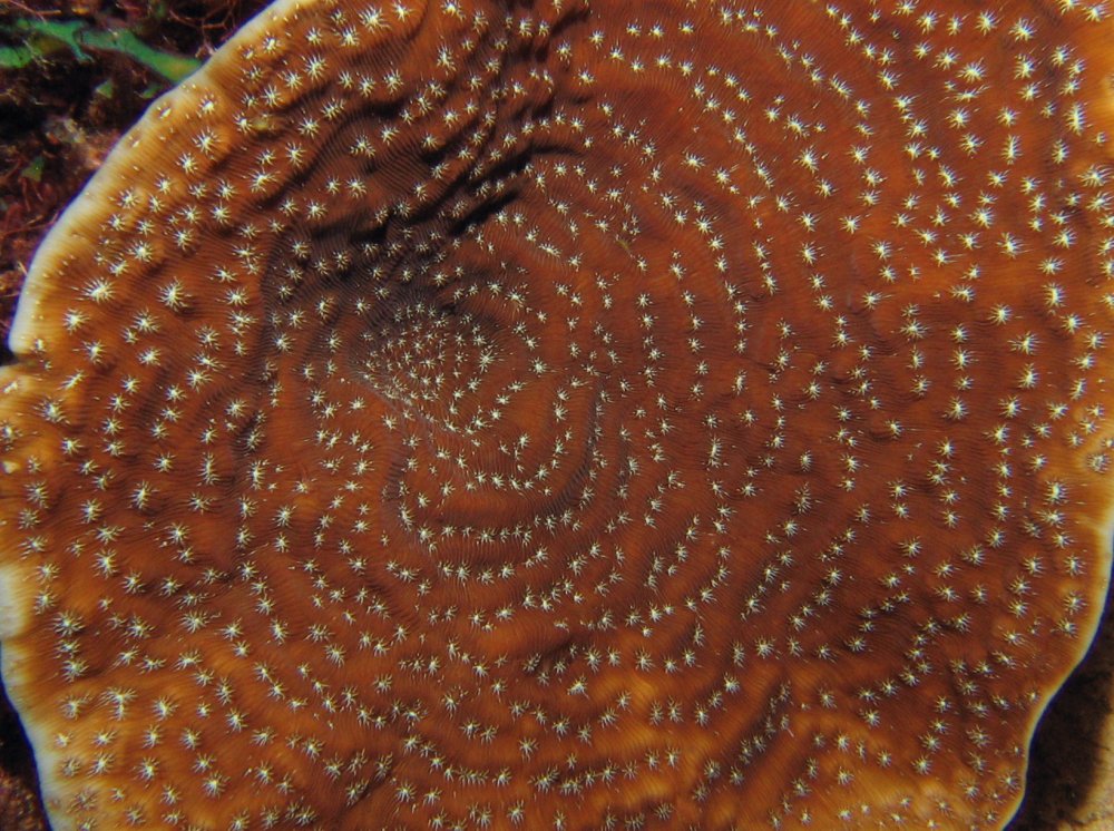Whitestar Sheet Coral - Agaricia lamarcki
