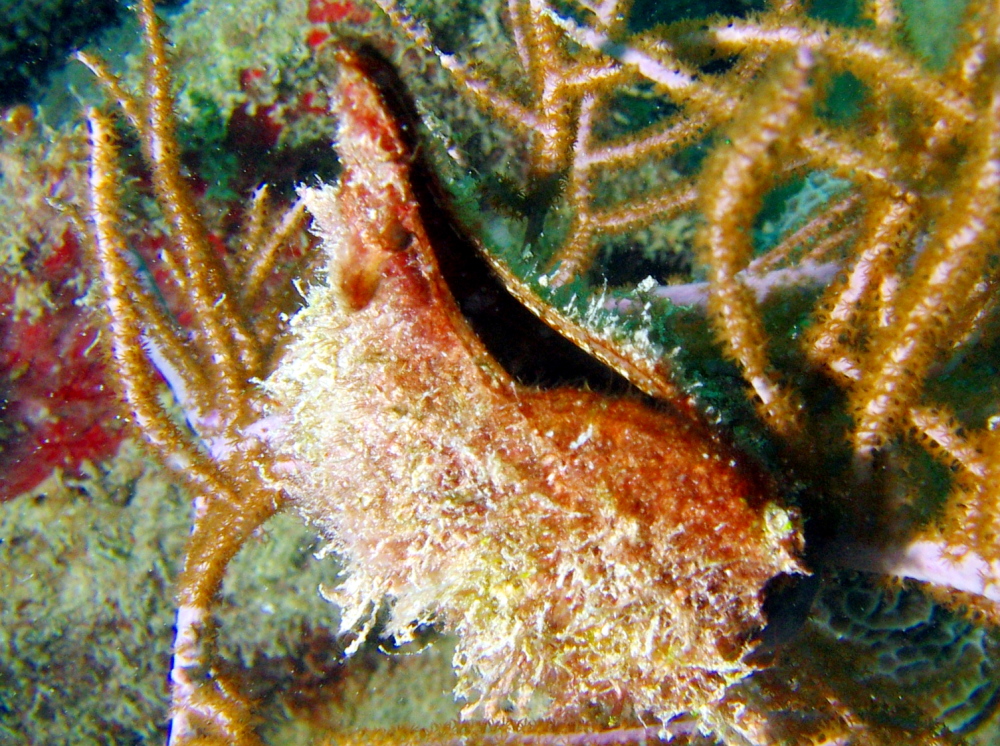 Atlantic Wing-Oyster - Pteria colymbus