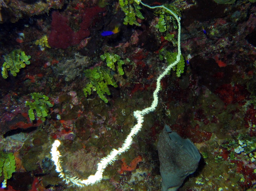 Wire Coral - Cirrhipathes leutkeni