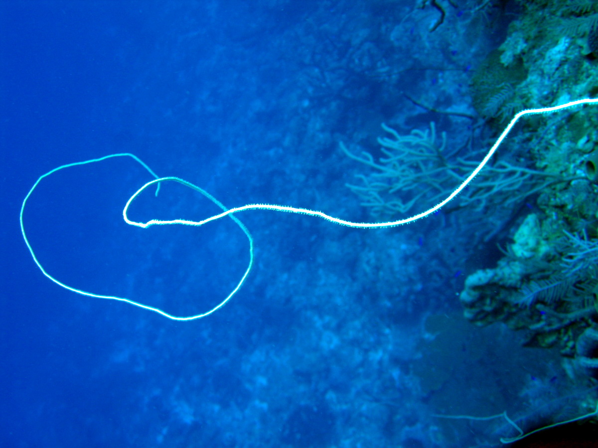 Wire Coral - Cirrhipathes leutkeni