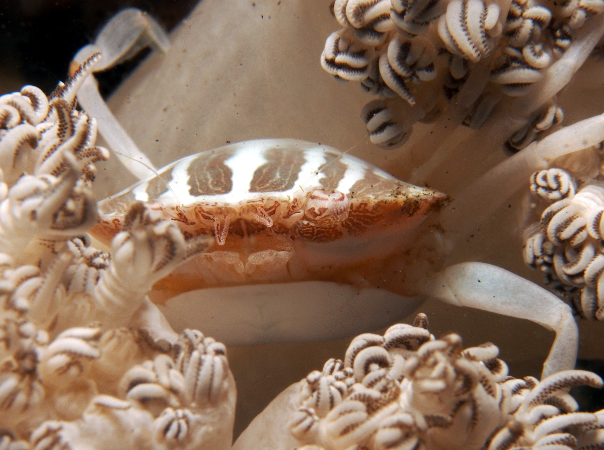 Xenia Swimming Crab - Caphyra sp. 1