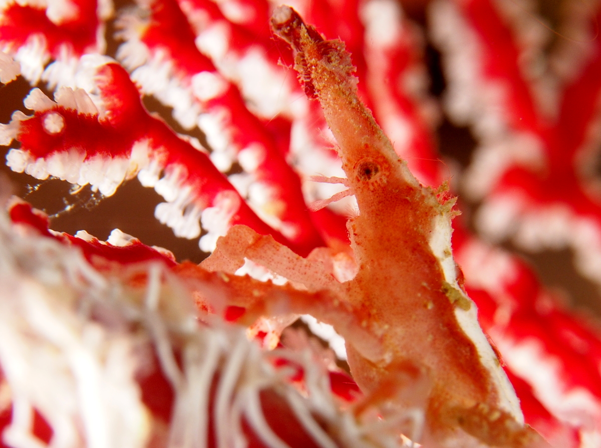 Depressed Spider Crab - Xenocarcinus depressus