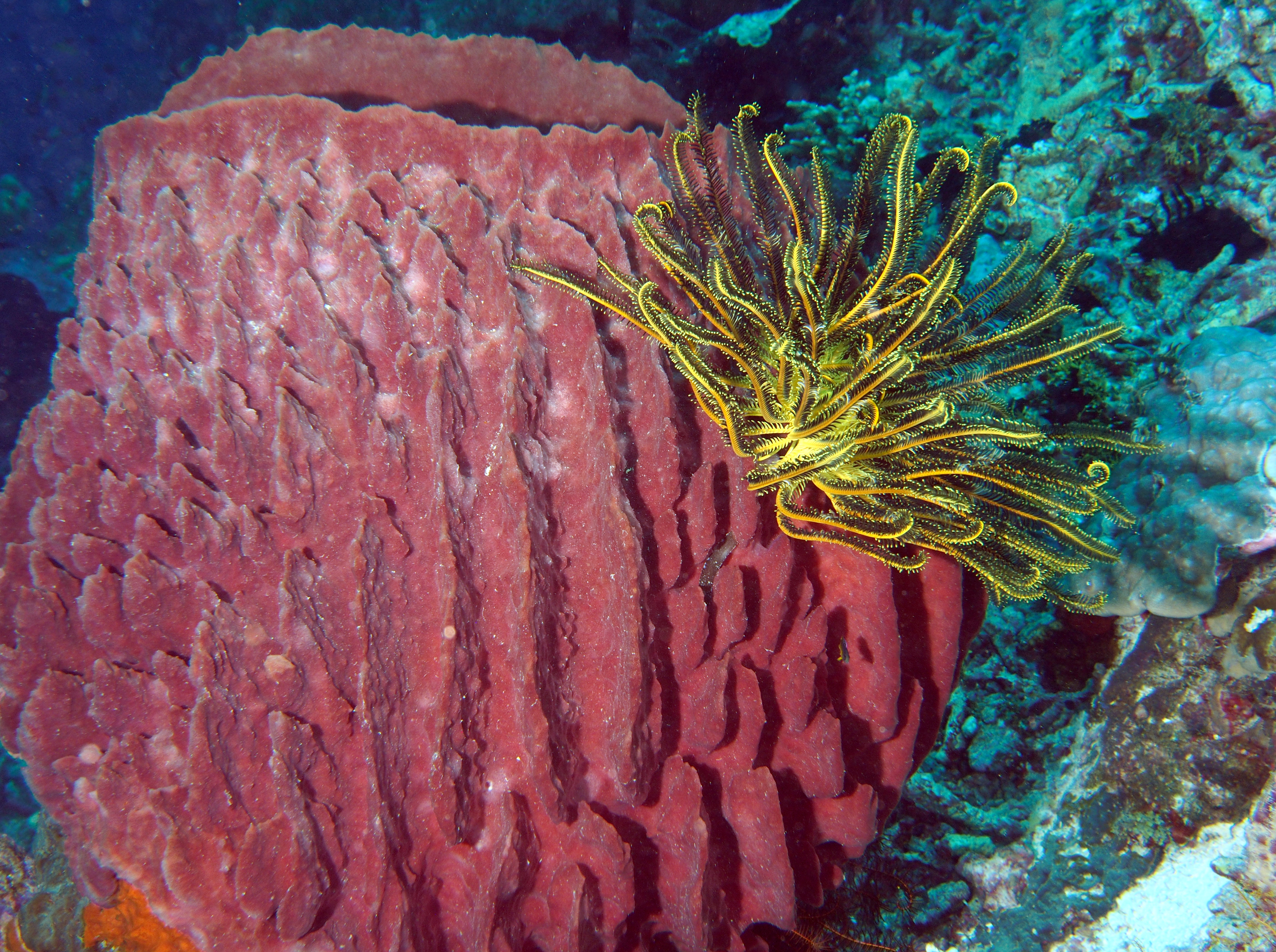 Barrel Sponge - Xestospongia testudinaria