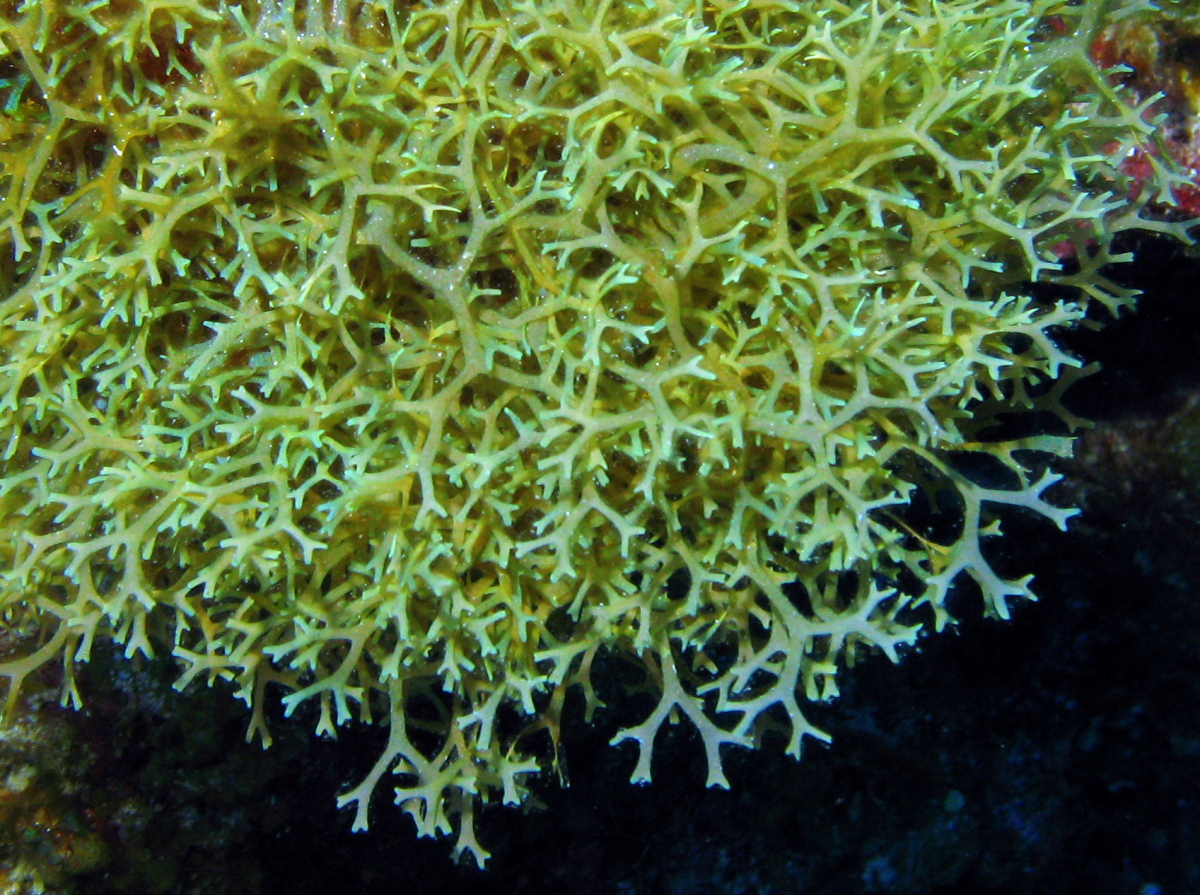 Y Branched Algae - Dictyota sp.