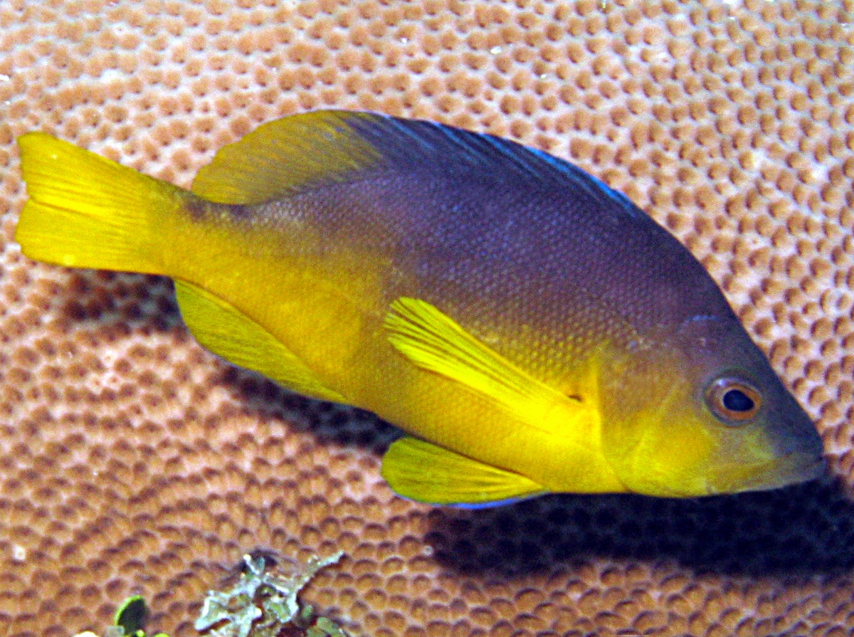 Yellowbelly Hamlet - Hypoplectrus aberrans