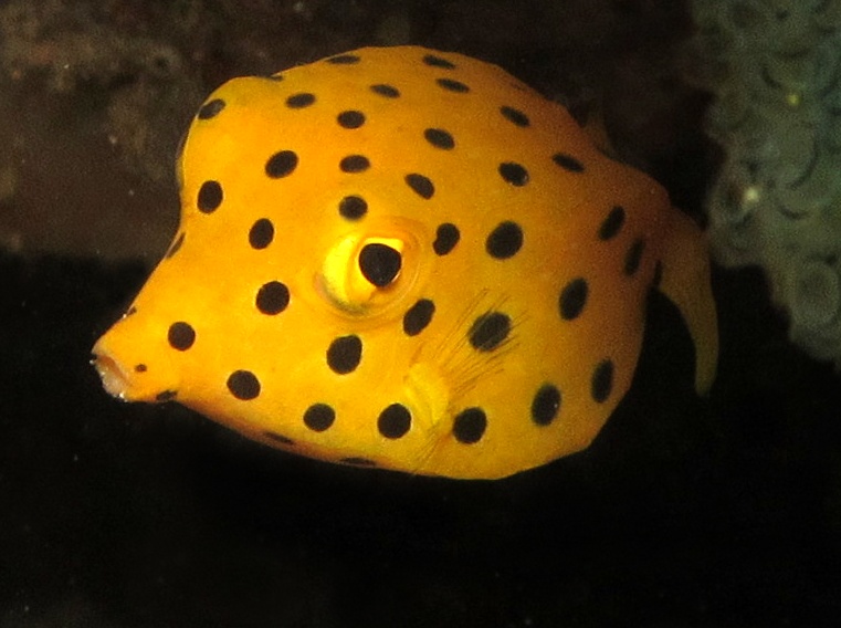 Yellow Boxfish - Ostracion cubicus