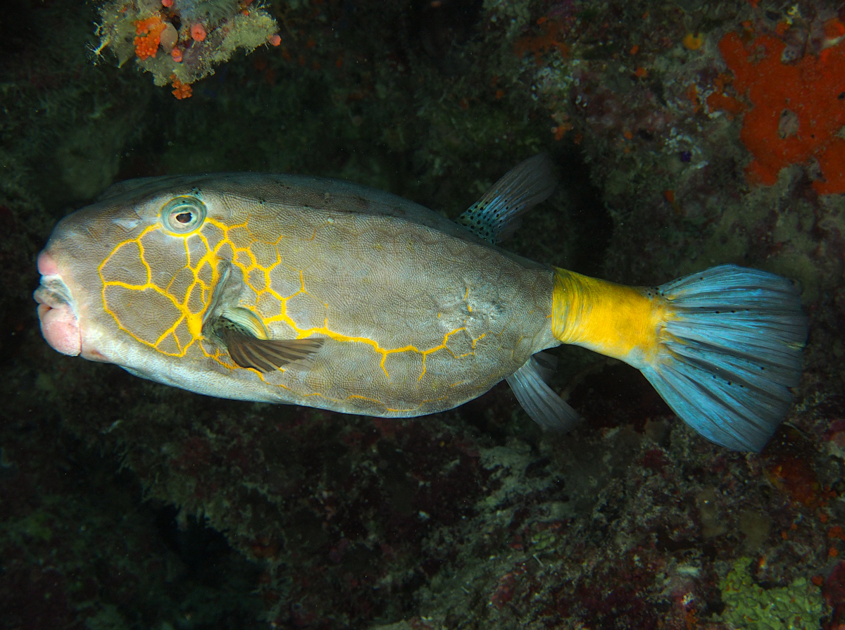 Yellow Boxfish - Ostracion cubicus