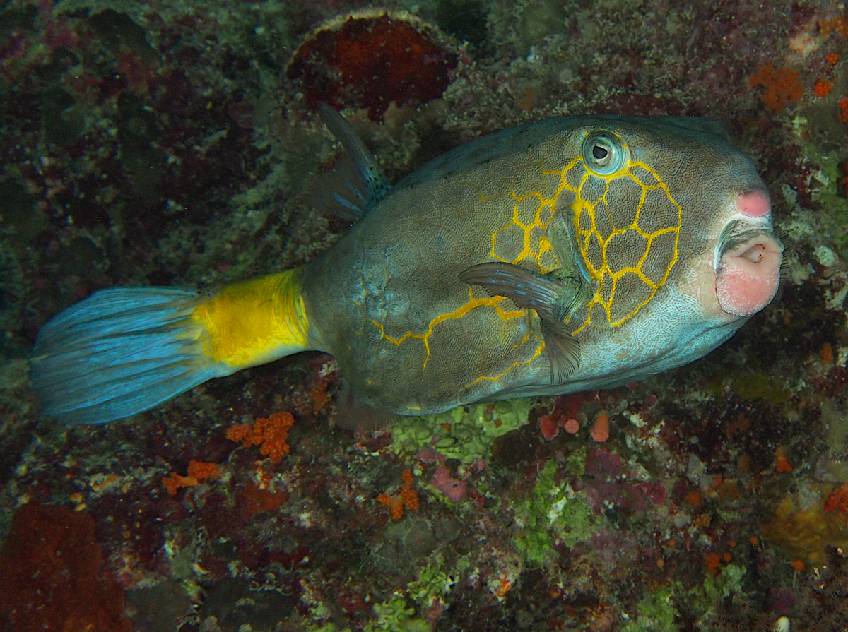 Yellow Boxfish - Ostracion cubicus