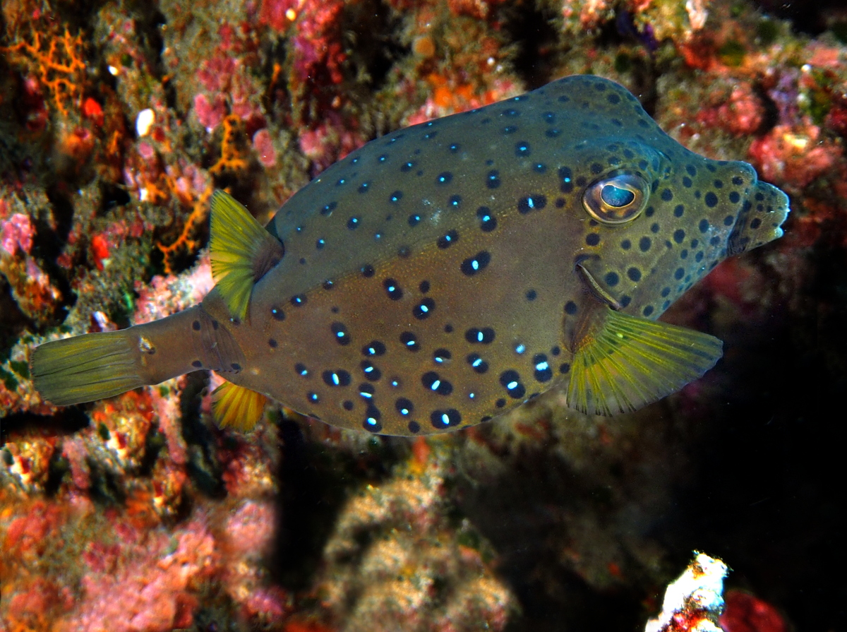 Yellow Boxfish - Ostracion cubicus