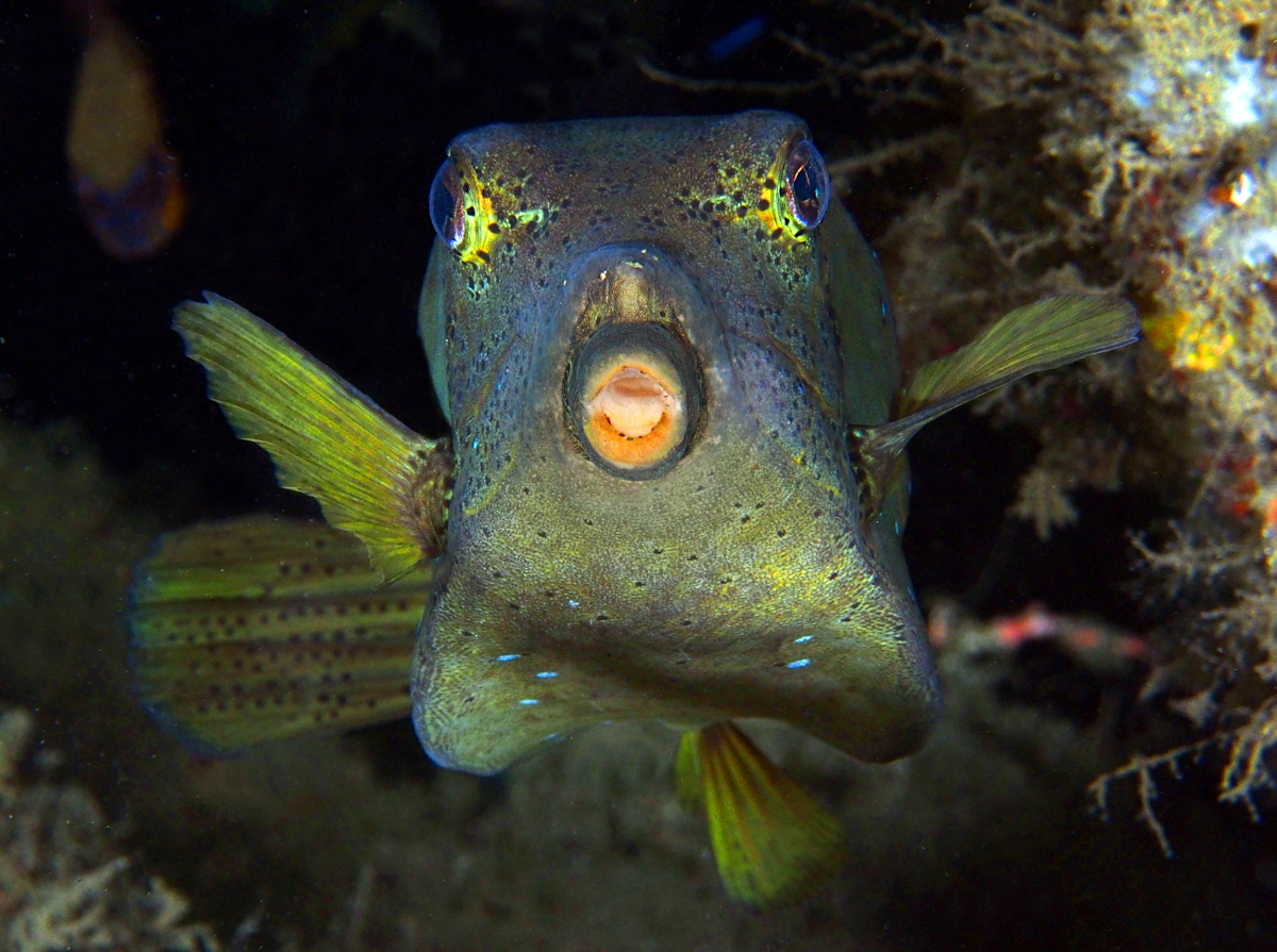Yellow Boxfish - Ostracion cubicus