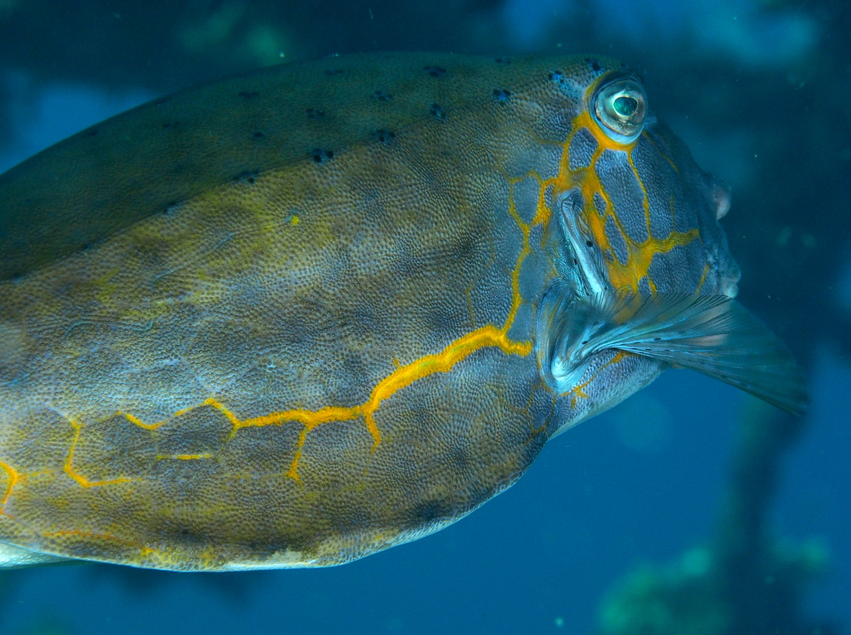 Yellow Boxfish - Ostracion cubicus