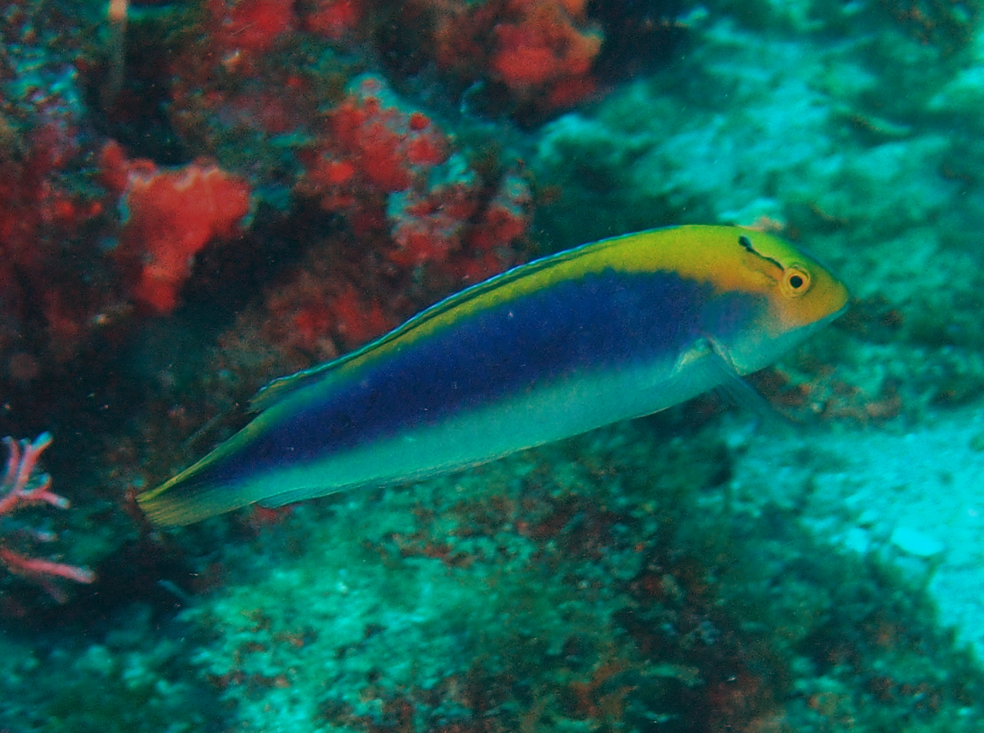 Yellowcheek Wrasse - Halichoeres cyanocephalus