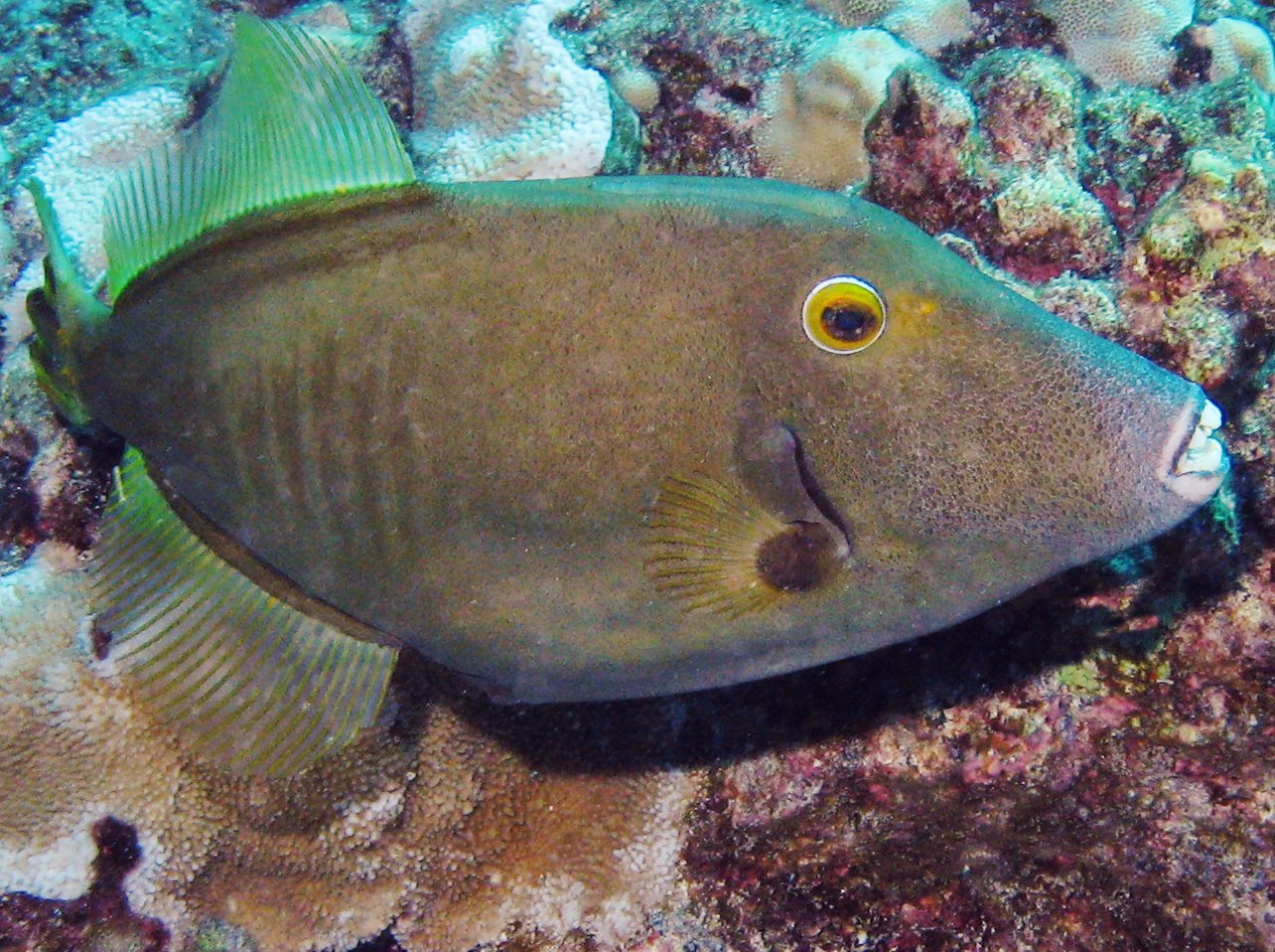 Yelloweye Filefish - Cantherhines dumerilii