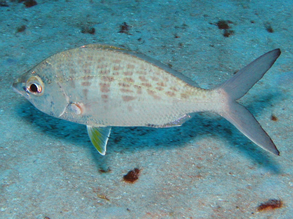 Yellowfin Mojarra - Gerres cinereus