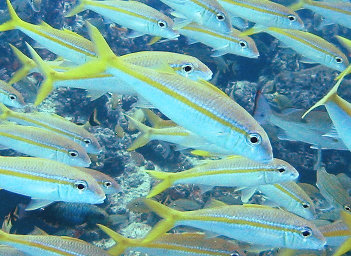 Yellow Goatfish - Mulloidichthys martinicus