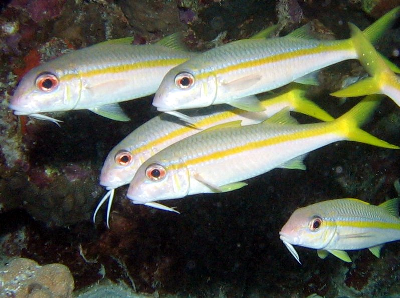 Yellow Goatfish - Mulloidichthys martinicus