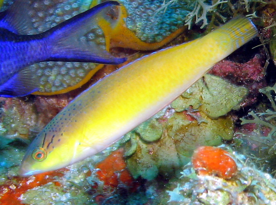 Yellowhead Wrasse - Halichoeres garnoti