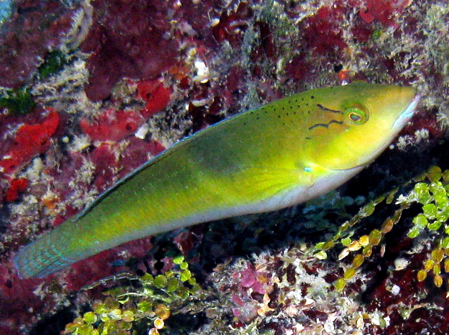 Yellowhead Wrasse - Halichoeres garnoti