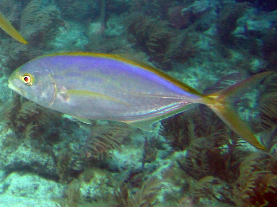 Yellow Jack - Carangoides bartholomaei