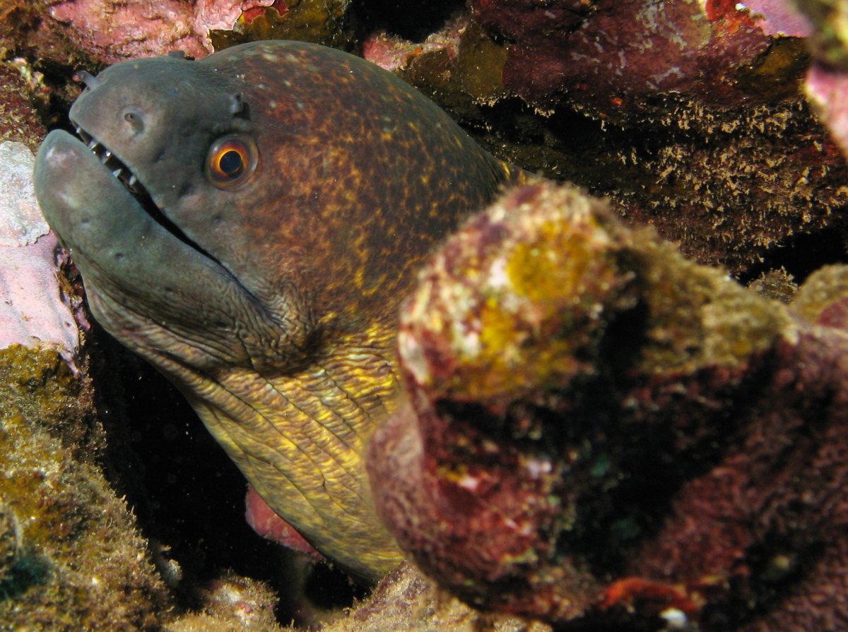 Yellowmargin Moray Eel - Gymnothorax flavimarginatus
