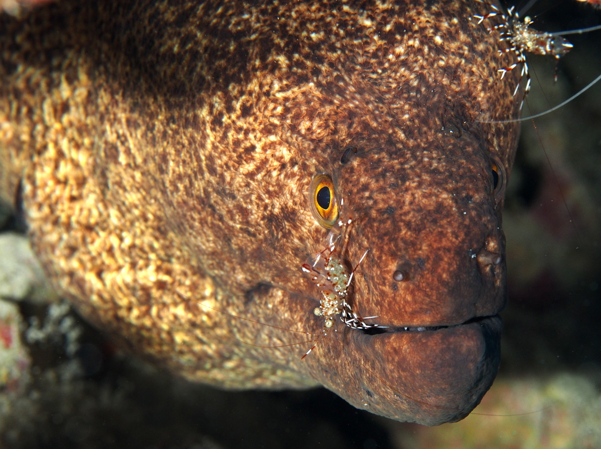 Yellowmargin Moray Eel - Gymnothorax flavimarginatus