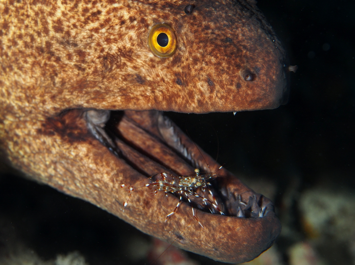 Yellowmargin Moray Eel - Gymnothorax flavimarginatus