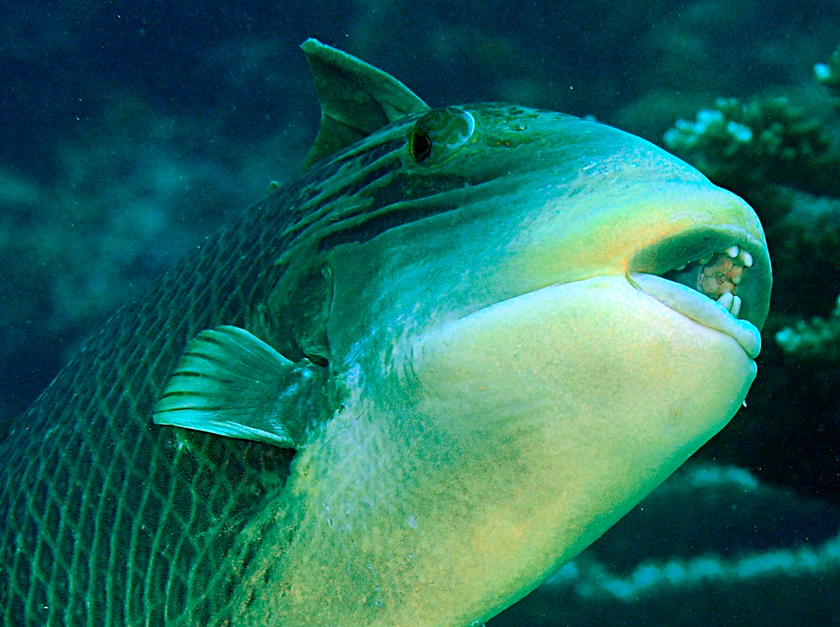 Yellowmargin Triggerfish - Pseudobalistes flavimarginatus