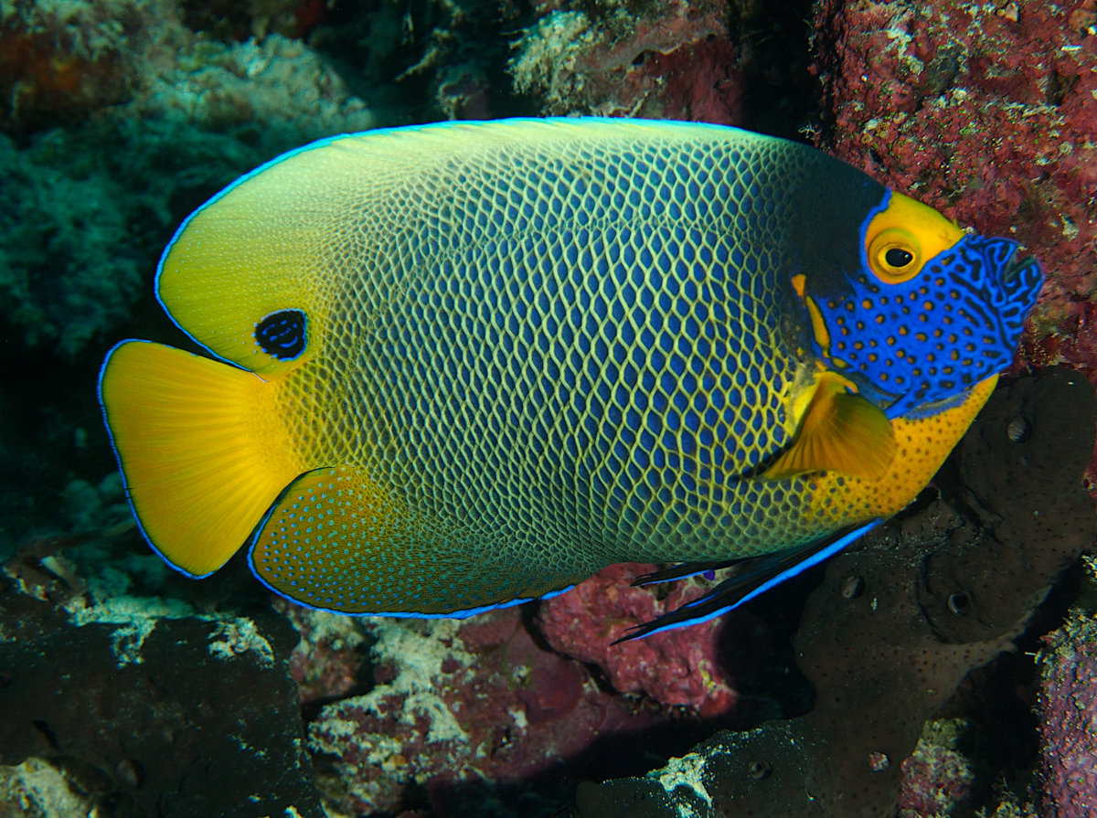 Yellow-Mask Angelfish - Pomacanthus xanthometopon