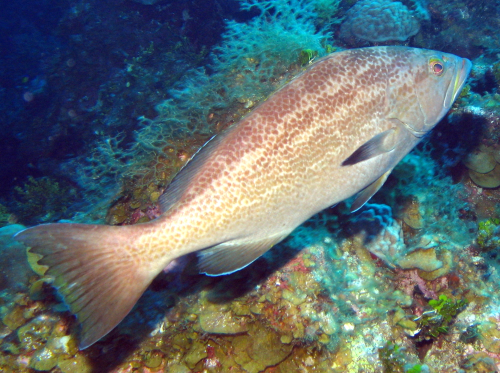 Yellowmouth Grouper - Mycteroperca interstitialis