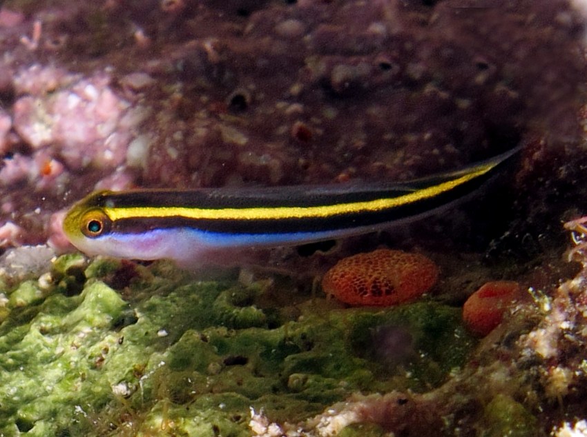 Yellownose Goby - Elacatinus randalli